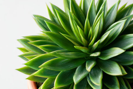 Vibrant green plant leaves form a compact spiral with pointed edges, radiating outward in a striking pattern set against a clean, luminous backdrop.の写真素材
