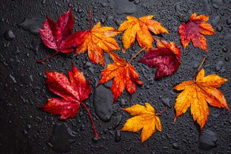 Vibrant fall foliage rests on a glistening black surface, their hues intensified by shimmering water...