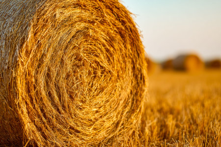 Warm hues cast a glow over a compact haystack resting in a sprawling amber field, capturing the serenity of dusk?s fading light.の写真素材