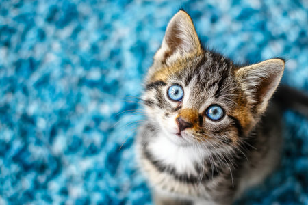 A charming tabby kitten with luminous azure eyes rests against a richly textured blue backdrop, exuding innocence and gentle curiosity.の写真素材