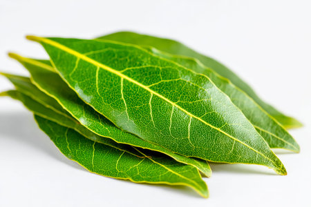 Vibrant, freshly harvested bay leaves artfully scattered on a pristine white surface, evoking...