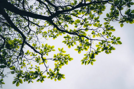 Dappled sunlight filters through lush green foliage, casting gentle shadows on delicate twigs against a luminous, clear sky.の写真素材