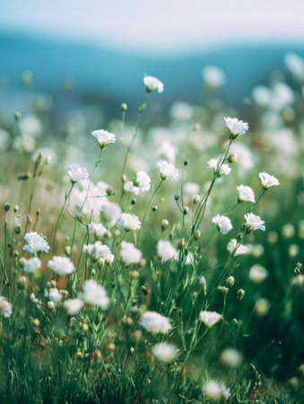 Sunlit white daisies stretch across a tranquil meadow, their delicate petals brightening the peaceful landscape with gentle warmth and natural harmony.の写真素材