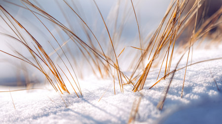 Slender, weathered grass stalks peek through a glistening blanket of winter's chill, captured in crisp detail amid a frosty, muted landscape.の写真素材