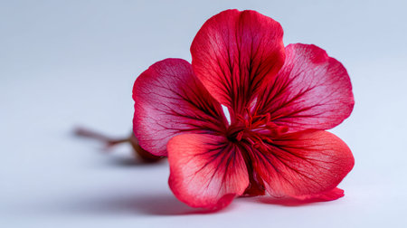 A single tender flower displays striking crimson petals with finely etched veins, resting gently on...