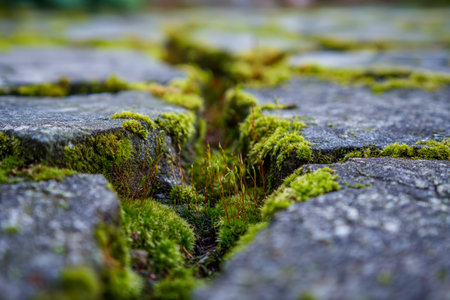 Tiny greenery emerges from the crevice of aged stones, showing nature's resilience amid rugged...