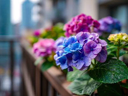 Colorful hydrangeas glisten with dew, their lush petals creating a lively contrast against a balcony's rustic railing, evoking freshness and delicate beauty.の写真素材