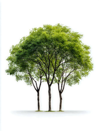A trio of vibrant green saplings with delicate, crossing branches and slender trunks create a harmonious woodland scene against a pristine white backdrop, emphasizing natの写真素材