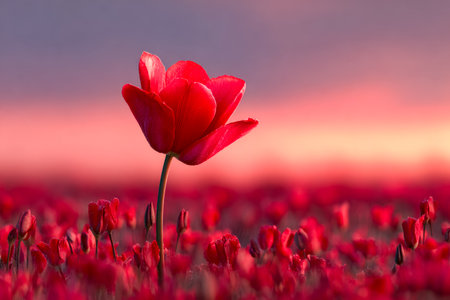 A striking red tulip rises above a sea of diminutive blossoms, bathed in warm sunset hues, symbolizing grace and resilience amid serenity.の写真素材