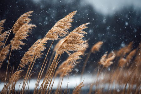 Delicate golden stalks ripple softly under a gentle winter snow, set against a muted forest scene that evokes serenity and chill on a frosty day.の写真素材