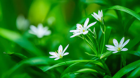 Bright spring sunlight illuminates a gentle cluster of white blooms nestled among vibrant green...