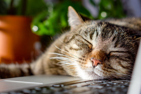 A tranquil striped feline rests gently on a keyboard, bathed in gentle daylight, with lush greenery softly blurred behind, creating an inviting workspace ambiance.の写真素材