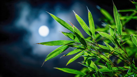 Gentle moonlight highlights lush bamboo foliage beneath a luminous full moon, with wispy clouds drifting softly across the night, evoking tranquility and reflection.の写真素材