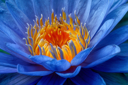 A striking water lily blooms vividly in azure hues, its fiery orange and golden core petals radiating warmth and showing delicate floral craftsmanship.の写真素材