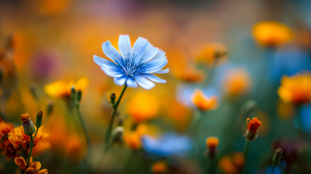 A lone slender blue bloom contrasts gently with a splash of fiery orange petals in a lush garden, bathed in warm sunlight with a dreamy, blurred backdrop.の写真素材