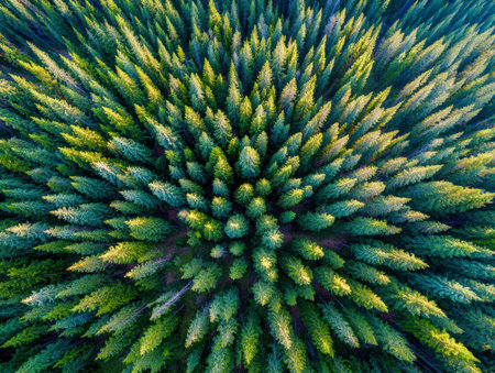 Bright morning rays illuminate a lush canopy of towering evergreens, producing a stunning mosaic of vivid greens and warm yellows across untouched wilderness.の写真素材