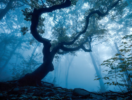 A legendary aged tree with contorted limbs emerges through morning fog, bathed in cool blue hues amid lush greenery in a quiet, mysterious woodland scene.の写真素材
