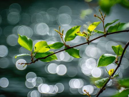 Bright sunlight filters through delicate greenery, shimmering droplets cling to slender branches, while a soft bokeh backdrop evokes peaceful, natural tranquility.の写真素材