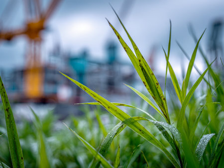 Fresh, shimmering blades of grass sprout amidst a cityscape, contrasting lush greenery with towering cranes under a muted, cloudy sky.の写真素材