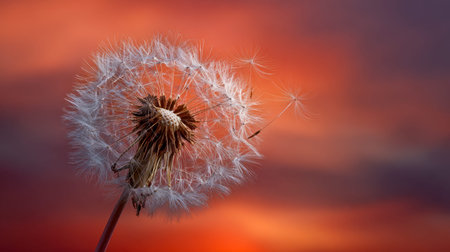 Softly drifting dandelion seeds catch the fading light, blending warm amber and violet hues that...