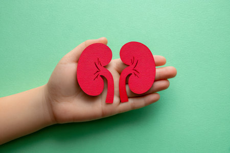A hand gently presents vibrant red paper replicas of kidneys against a lively green backdrop, symbolizing health awareness, medical importance, and organ preservatioの写真素材