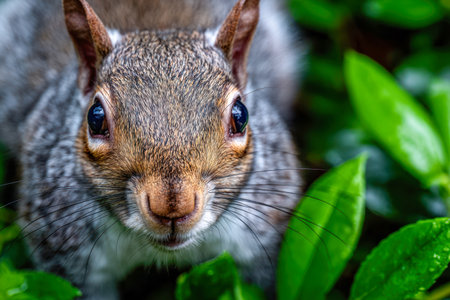 A lively squirrel examines its surroundings through lush, leafy greenery, revealing intricate fur patterns and keen, expressive eyes in a serene outdoor environment.の写真素材