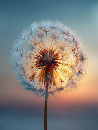 A fragile dandelion puff illuminated by soft golden rays, set against a smooth sky gradient that evokes tranquility and natural beauty during sunset.の写真素材