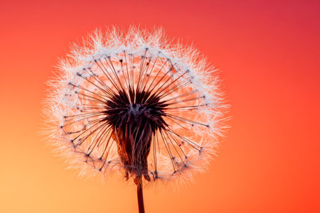 A finely detailed dandelion puff set against a fiery sunset, capturing nature?s fragile artistry and luminous elegance in a captivating and colorful scene.の写真素材