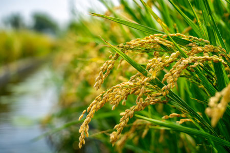 Vibrant stalks of mature rice sway gently in a thriving field, bordered by a slender canal, beneath a clear sky glowing with sunlight, hinting at a bountiful harvestの写真素材