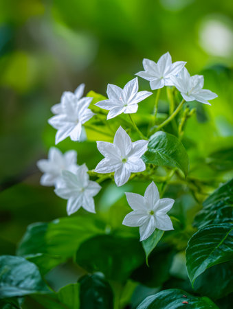 Elegant white blossoms with star-like petals emerge gently among lush green foliage, set against a blurred, tranquil garden backdrop.の写真素材
