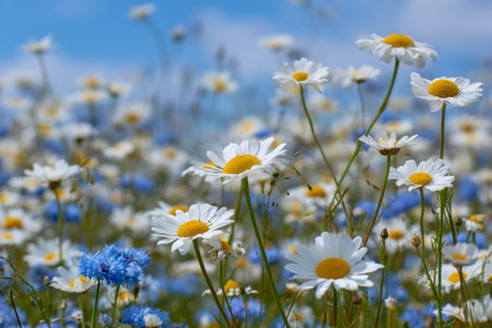 A tranquil meadow bursts with clusters of sunlit daisies and soft blue blossoms, set beneath a cloudless sky, evoking peace and natural harmony.の写真素材