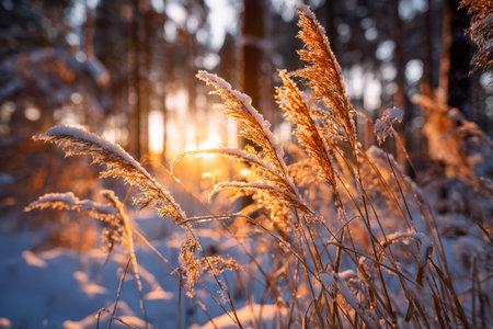Delicate, frost-kissed grasses emit a gentle golden hue as sunlight filters through, set against a...