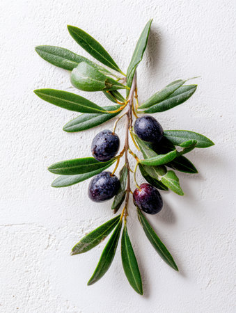 A vibrant, freshly picked olive branch featuring glossy dark olives and lush green leaves, elegantly laid on a textured white background highlighting purity and wholの写真素材