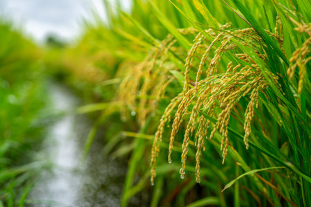 Vibrant green paddies flourish under a moody sky, as ripened golden rice stalks bow gracefully along a slender waterway, reflecting fresh after recent rains.の写真素材