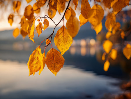 Vibrant amber leaves sway gently from a branch, reflecting tranquil waters beneath, bathed in the gentle, golden light of late afternoon, evoking peaceful serenity.の写真素材