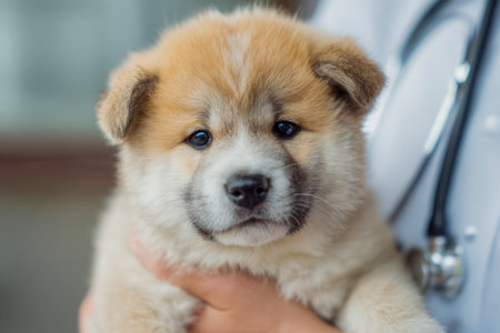 A caring veterinarian cradles a tiny, plush puppy with gentle hands, blending compassion and professionalism amid a clinical setting.の写真素材