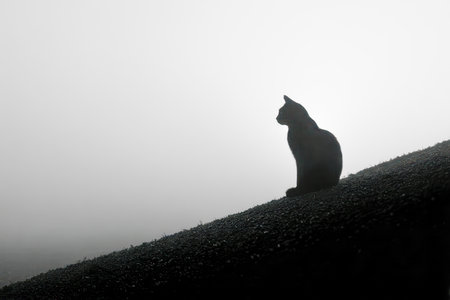 Upscaled with Gigapixel v1.0.2. 1344x896 => 6048x4032 (4.5x) @ 762 ppi Model: Standard V2, denoise: 0.01, sharpen: 0.03, decompression: 0.03の写真素材