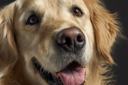 A joyful golden retriever with a playful smile, bright eyes, and plush fur stands out sharply against a dark backdrop in a high-detail, close-up shot.の写真素材