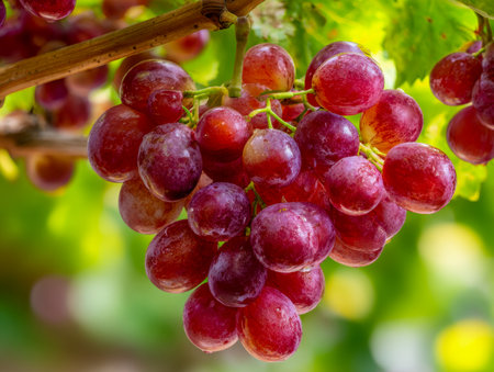 Juicy, ruby-red grapes sway gently on lush vines under warm sunlight, set against a lively green backdrop that captures the essence of harvest time.の写真素材