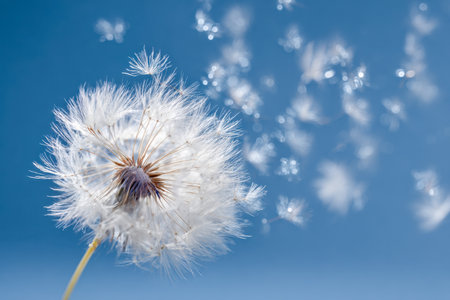 Delicate white fluff disperses softly into a vivid azure backdrop, capturing the essence of liberation and the effortless elegance of nature's fleeting moments.の写真素材