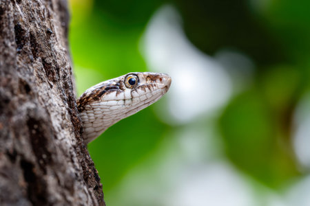 A sly serpently cautiously emerges from behind a tree, cloaked in dappled sunlight, with lush...