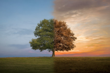 A striking tree exemplifies seasonal contrast, with lush foliage on one half and fiery autumn hues on the other, set against bright day and warm sunset skies in an eの写真素材