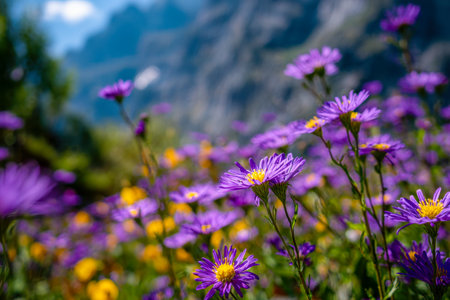Bright purple blooms sway under golden sunlight in a lush mountain clearing, with soft-focused scenery evoking tranquility and the beauty of nature.の写真素材