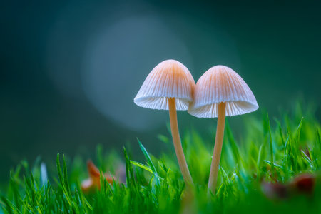 A pair of slender, pale brown fungi nestled amid lively green blades, basking in gentle sunlight against a deep, out-of-focus blue horizon.の写真素材