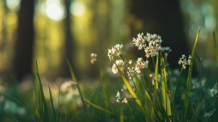 Bright morning rays filter through lush foliage, illuminating fragile white blooms nestled amidst vibrant grass, creating a peaceful forest tableau.の写真素材