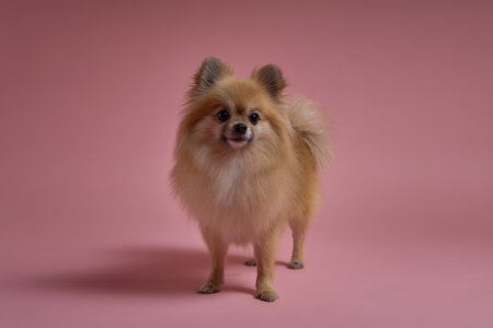 A tiny, plush-coated pup gazes playfully, set against a gentle pink backdrop that highlights its cheerful and inquisitive demeanor in a bright studio environment.の写真素材