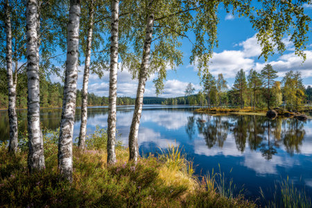 Tranquil waters mirror the sky?s azure hue and soft clouds, encased by slender birch trees and vibrant foliage, creating a calm, idyllic woodland setting.の写真素材