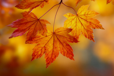 Bright autumn foliage teems with hues of orange and gold as slender leaves sway gently against a soft, diffused backdrop of seasonal warmth and tranquility.の写真素材