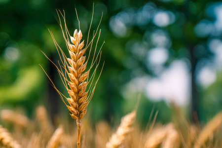 A golden vibrant stalk of grain rises amidst lush greenery, basking in warm sunlight that illuminates the landscape with a peaceful, thriving atmosphere.の写真素材