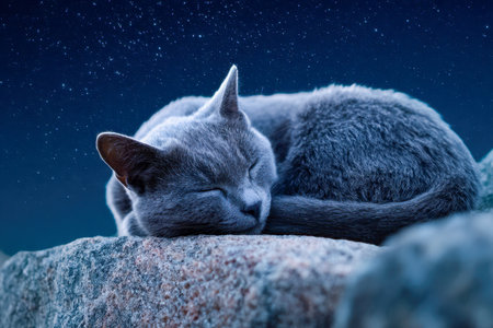 A tranquil gray feline rests peacefully on a smooth stone, surrounded by a vast, luminous night sky dotted with twinkling stars, embodying pure serenity outdoors.の写真素材